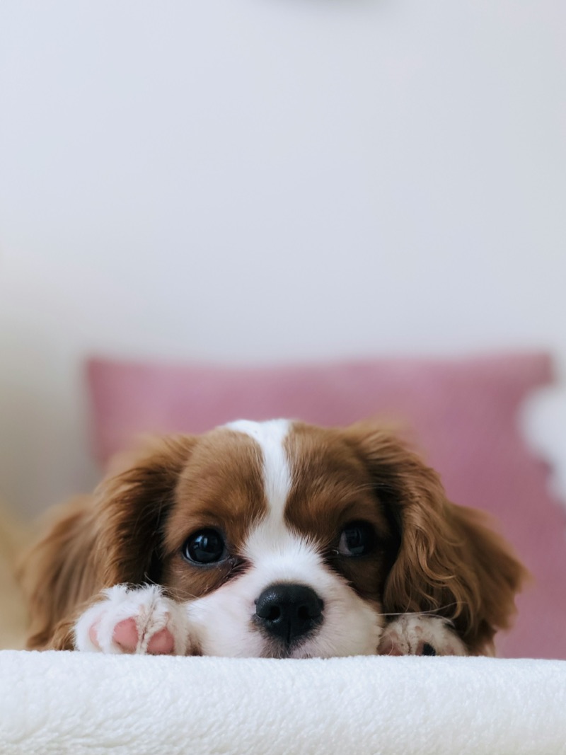A Cavalier King Charles Spaniel puppy resting its chin on a blanket